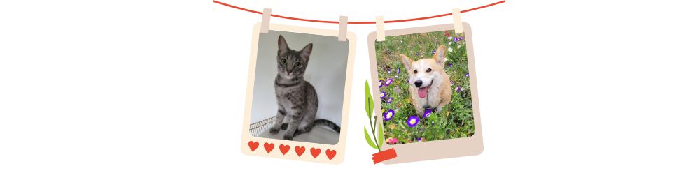 Ronronthérapie ou waoufthérapie?