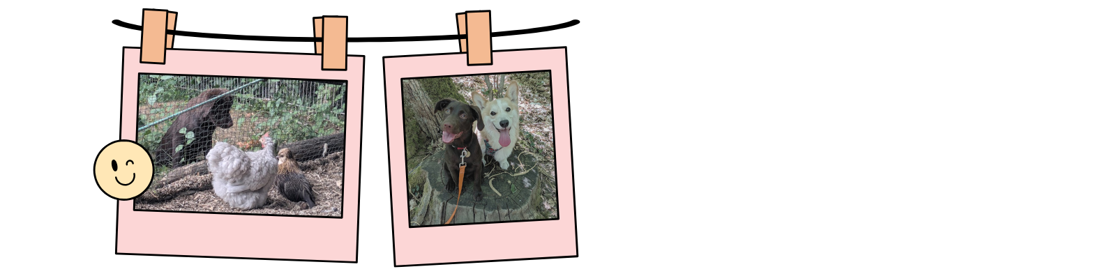 Les chiens et les poules