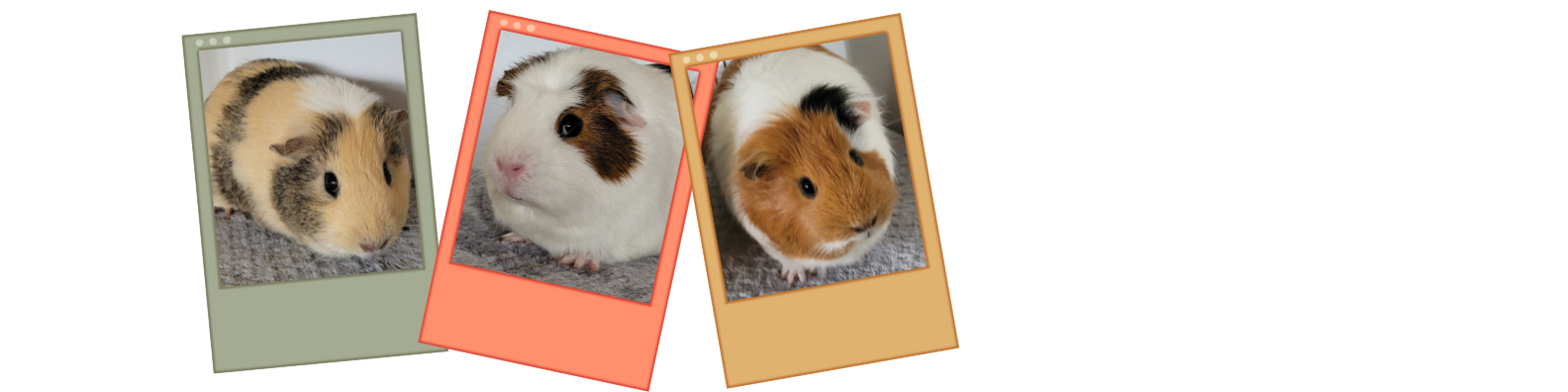 Paulette, effrontée et curieuse - Rozita, timide et calme - Mirabelle, observatrice et déterminée