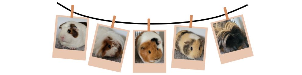 Mariette, gourmande et bavarde - Paulette, effrontée et curieuse - Rozita, timide et calme - Bianca, chipie et rapide - Mirabelle, observatrice et déterminée