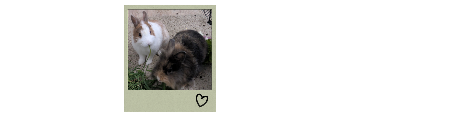 Les lapins nains